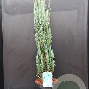 Juniperus s. 'Blue Arrow' 80-100 cm 5,0L