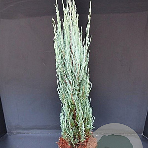 Juniperus s. 'Blue Arrow' 80-100 cm 5,0L