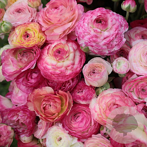 Ranunculus Roze/ Pink verpakt per 100