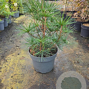 Sciadopitys verticillata 40-60 cm 7,5L