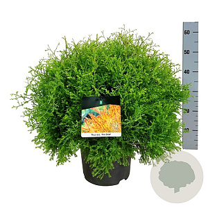 Thuja occ. Fire Chief 40-50 cm 6L