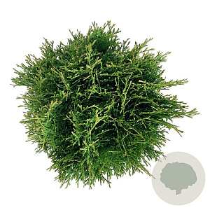 Thuja occ. 'Tiny Tim' 25-30 cm 6,5L