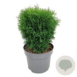 Thuja occ. 'Tiny Tim' 25-30 cm 6,5L