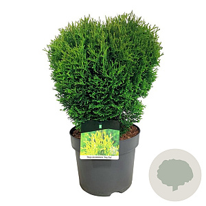Thuja occ. 'Tiny Tim' 40-50 cm P26