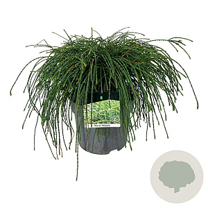 Thuja pl. 'Whipcord' 40-50 cm 6L