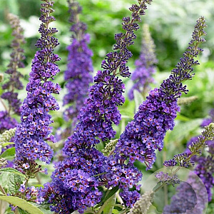 Buddleja d. 'Empire Blue' 40-60 cm wortelgoed 0/1/0 2 tak