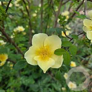Rosa 'Hugonis' GM wortelgoed