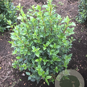Viburnum tinus 80-100 cm 15L