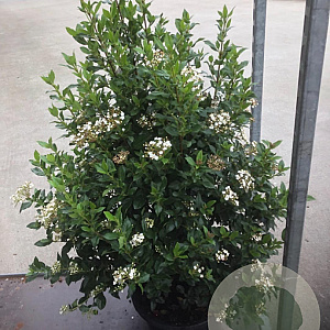 Viburnum tinus 80-100 cm 15L