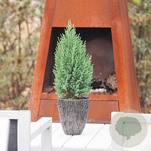 Juniperus chin. 'Stricta' 60-80 cm 7,5L