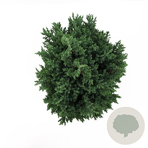 Juniperus chin. 'Stricta' 60-80 cm 7,5L