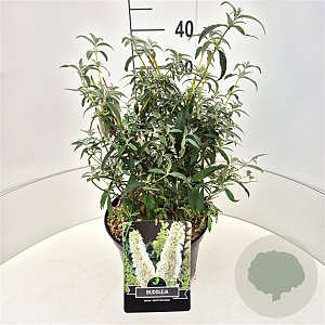 Buddleja d. 'White Profusion' 40-60 cm 10L