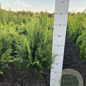 Chamaecyparis l. 'Stardust' 60-80 cm met kluit