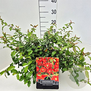 Chaenomeles sup. 'Crimson and Gold' 40 cm 10L