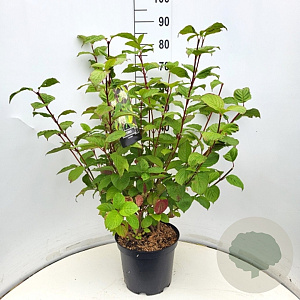 Cornus alba 'Sibirica' 80-100 cm 10L