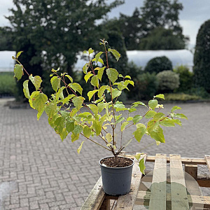Cornus sang. 'Midwinter Fire' 40-60 cm 2,0L
