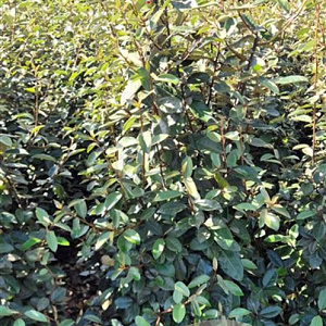 Elaeagnus ebbingei 125 cm met kluit