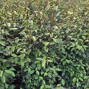 Elaeagnus ebbingei 125 cm met kluit