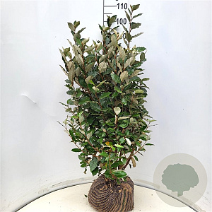 Elaeagnus ebb. 'Compacta' 80-100 cm met kluit extra