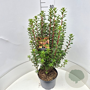 Enkianthus camp. 'Red Bells' 60-80 cm 10L