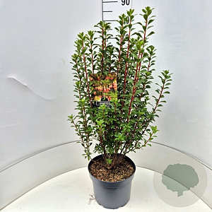 Enkianthus camp. 'Red Bells' 60-80 cm 10L