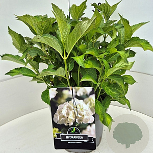 Hydrangea m. 'Soeur Thérèse' 40 cm 10L