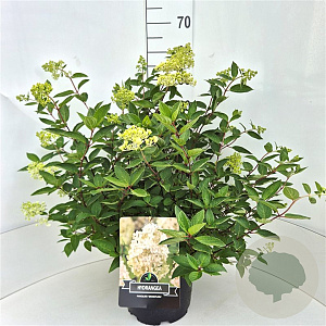 Hydrangea pan. 'Grandiflora' 40-50 cm 10L