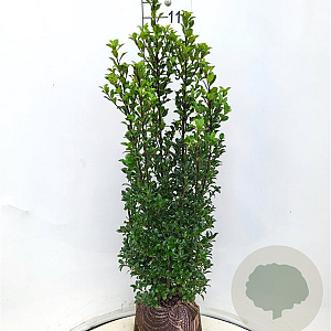 Ilex meserv. 'Heckenstar' 100-120 cm met kluit