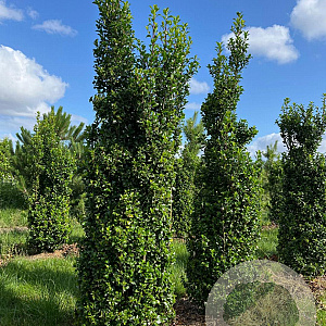 Ilex meserv. 'Heckenstar' 140-160 cm met kluit