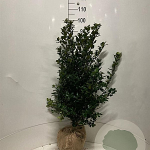 Ilex meserv. 'Blue Prince' 100 cm met kluit