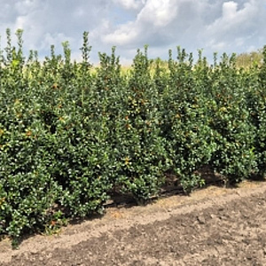 Ilex meserv. Heckenfee 175-200 cm met kluit