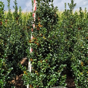 Ilex meserv. Heckenfee 175-200 cm met kluit