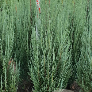 Juniperus s. 'Blue Arrow' 100-120 cm met kluit