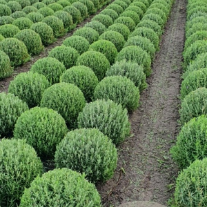 Lavandula ang. 'Munstead' 35-40 cm met kluit bol