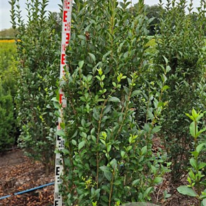 Ligustrum ovalifolium 175-200 cm met kluit