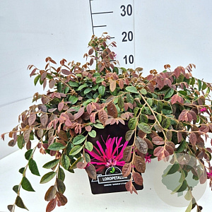 Loropetalum c. 'Daybreak's Flame 40-45 cm 10L