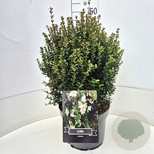 Luma apiculata 40-45 cm 10L