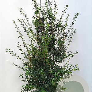 Osmanthus burkwoodii 100-125 cm met kluit extra
