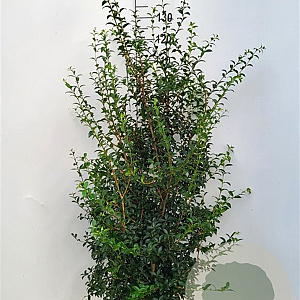 Osmanthus burkwoodii 125-150 cm met kluit extra