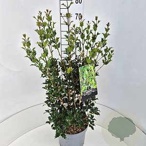 Osmanthus heterophyllus 60-80 cm 10L