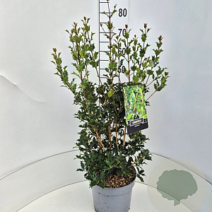 Osmanthus heterophyllus 60-80 cm 10L