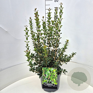 Osmanthus heterophyllus 60-80 cm 10L
