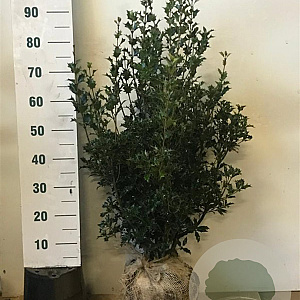 Osmanthus heterophyllus 80-100 cm met kluit