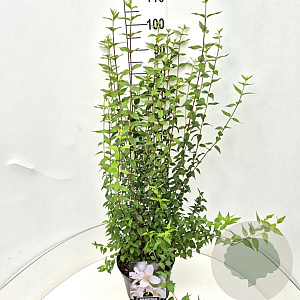 Philadelphus 'Lemoinei' 80-100 cm 10L