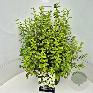 Philadelphus 'Manteau d'Hermine' 60-80 cm 10L