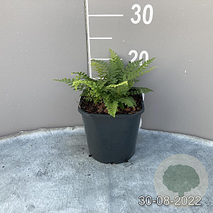 Polystichum aculeatum GM 2,0L