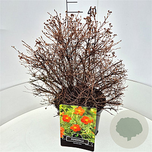 Potentilla f. 'Red Ace' 30-40 cm 10L