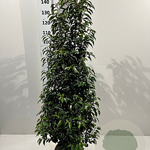 Prunus l. 'Angustifolia' 140-160 cm met kluit