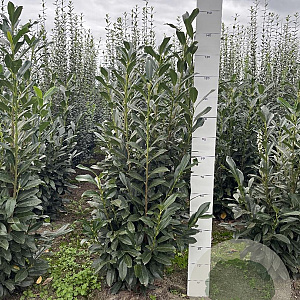 Prunus l. Elly 120-140 cm met kluit