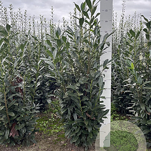 Prunus l. Elly 140-160 cm met kluit